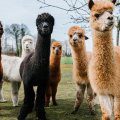 Cómo Cuidar y Prolongar la Vida de tus Prendas de Alpaca